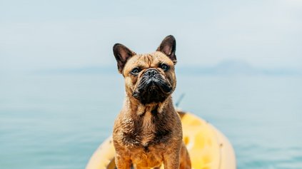 Hundestrand