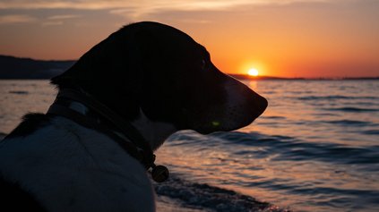 Hundestrände