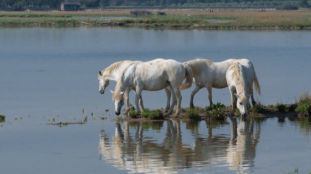 Camargue Pferde