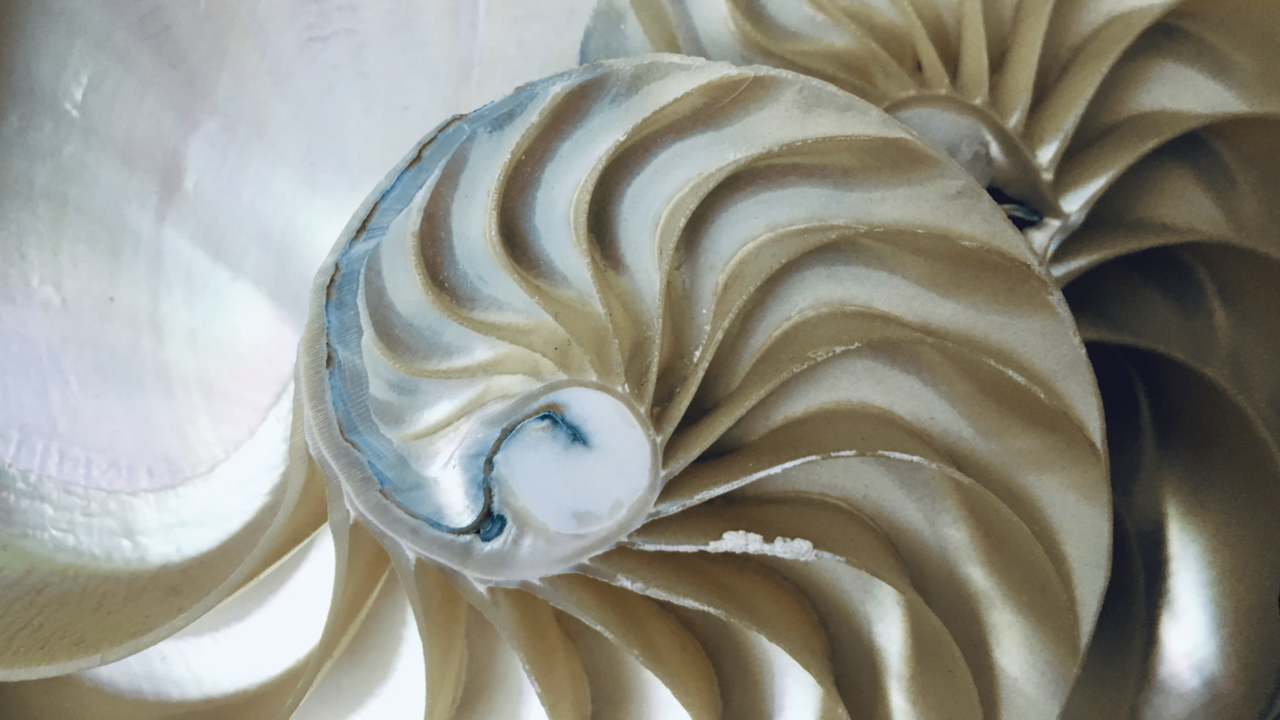 Nautilus Muschel