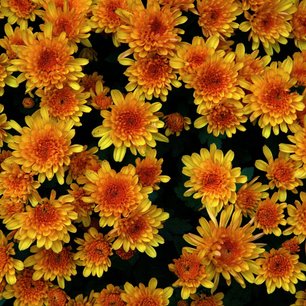 Blumen auf Schloss Duino Blumen auf Schloss Duino