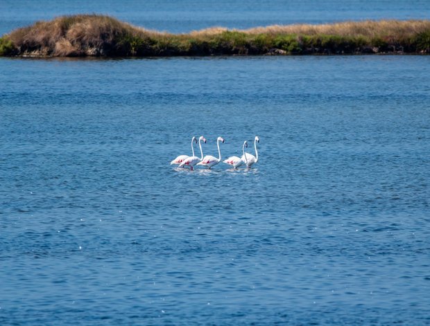 Flamingos aus dem Po Delta