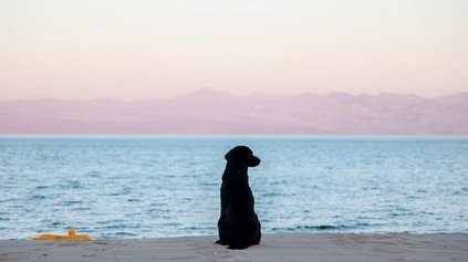 Hundestrand Bibione