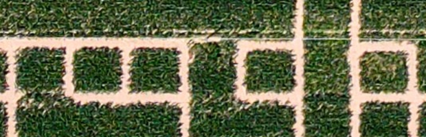 Dedalo Cornfield Maze
