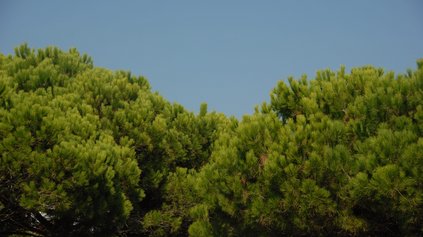 Duna Verde Duna Verde