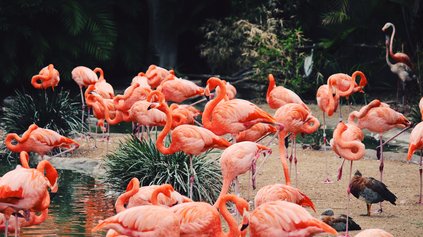Zoo Zoo